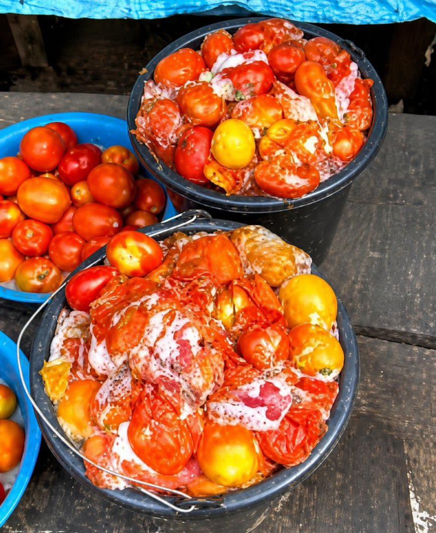 Lagos warns residents against consumption of spoiled tomatoes