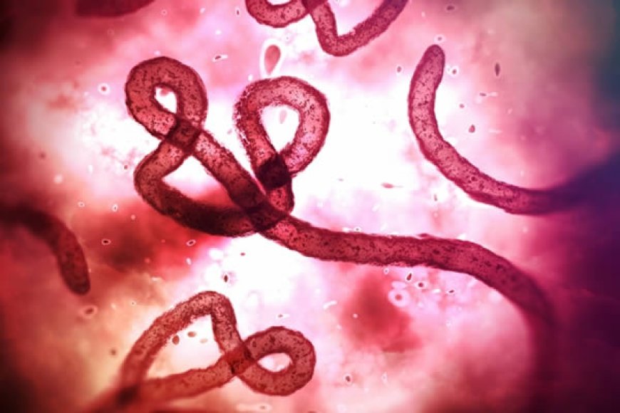 Nigeria tightens surveillance as Ebola kills 80 in Congo