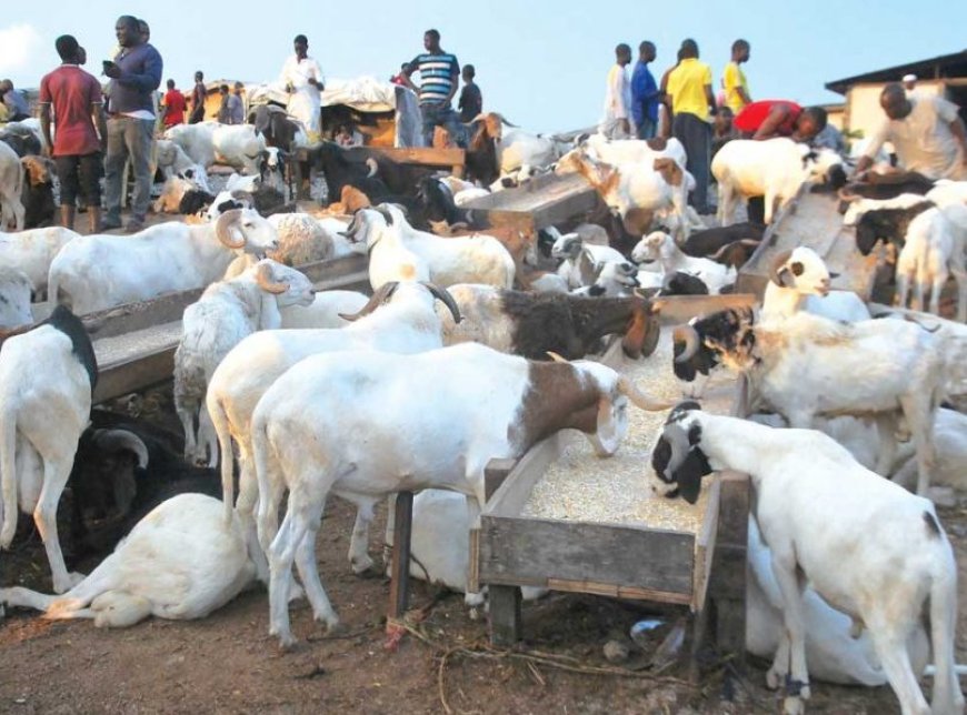 Sallah: Muslims express frustration at rams’ soaring prices in Oyo