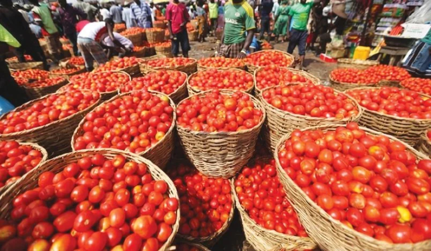 Sallah: Households groan as tomatoes turn stew into luxury