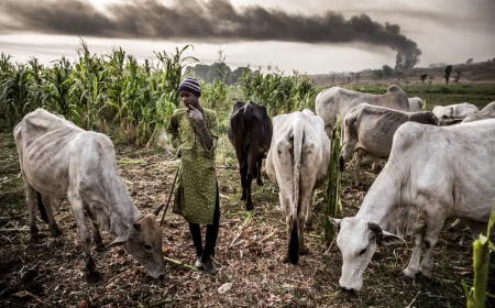 Bauchi farmers-herders clash, claim seven lives