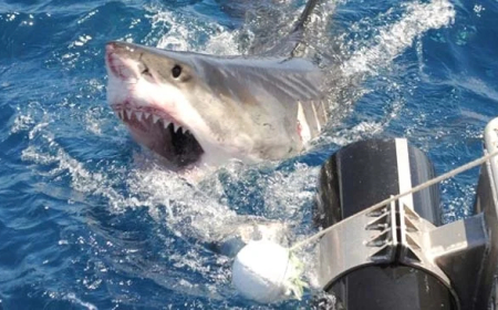 Diver injured in Western Australia shark attack