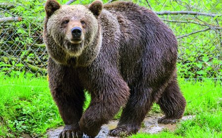 Japan city shuts schools as hunters search for roaming bear