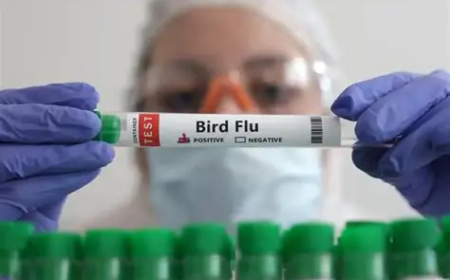 Australia detects first case of H5 bird flu