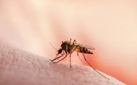 Kwara cuts malaria by half, blames sanitation for 60% of cases
