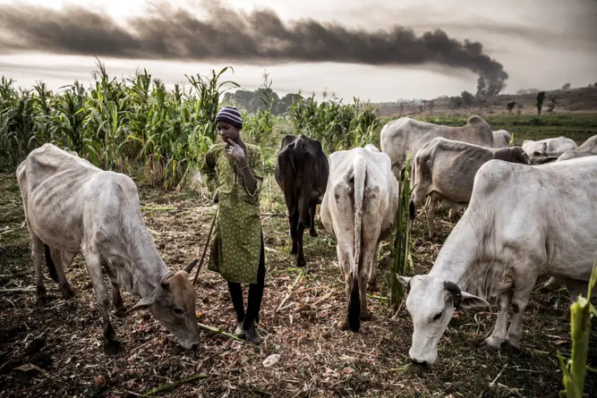 Bauchi farmers-herders clash, claim seven lives