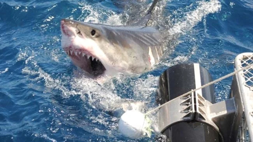 Diver injured in Western Australia shark attack