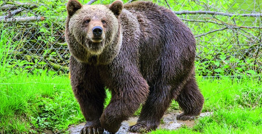 Japan city shuts schools as hunters search for roaming bear