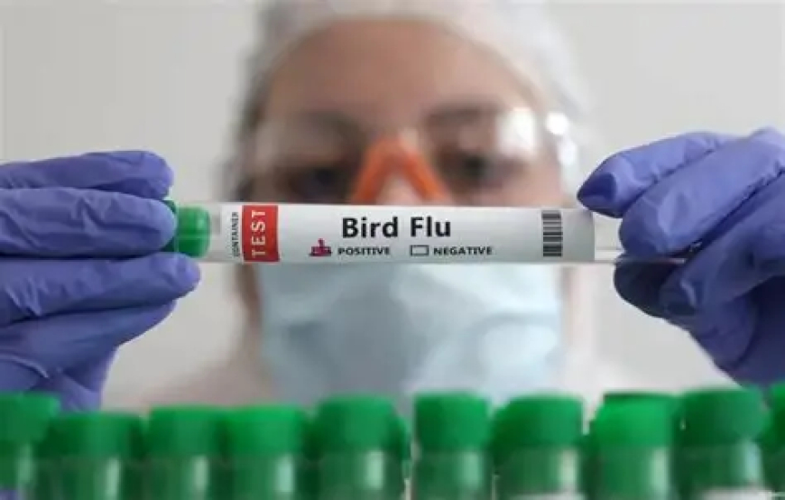Australia detects first case of H5 bird flu