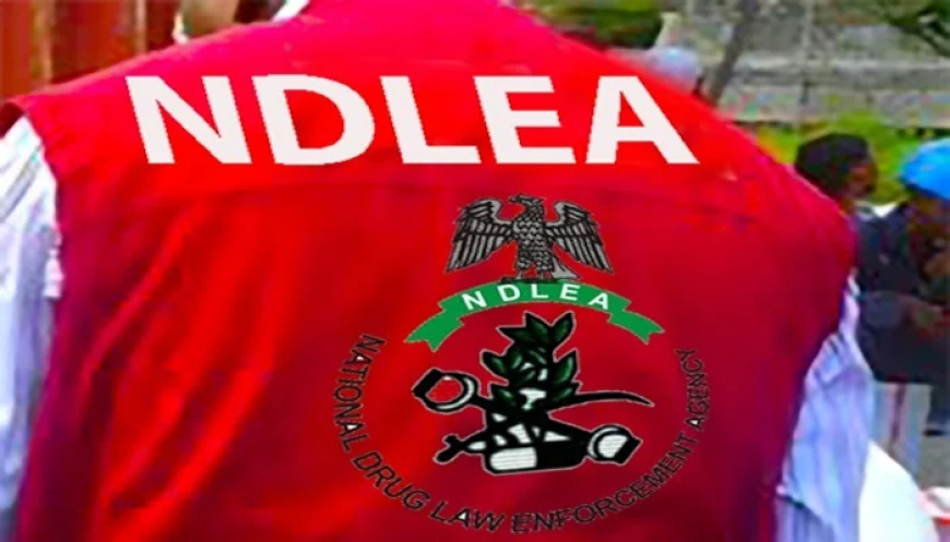 NDLEA seizes 12,724kg of illicit drugs, arrests 1,107 suspects in Kaduna