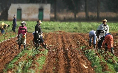 Death toll in Zamfara farmers’ attack rises to 23
