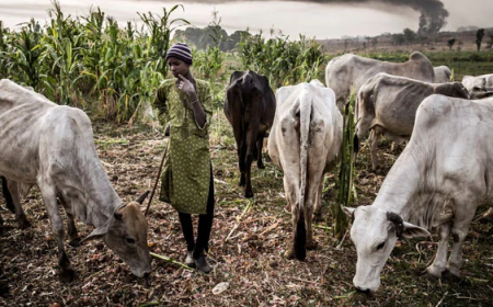 Attacks: Plateau LG bans unauthorised herders’ settlements