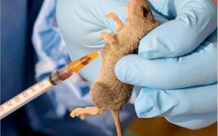 NCDC records rise in Lassa Fever cases as death toll hits 229