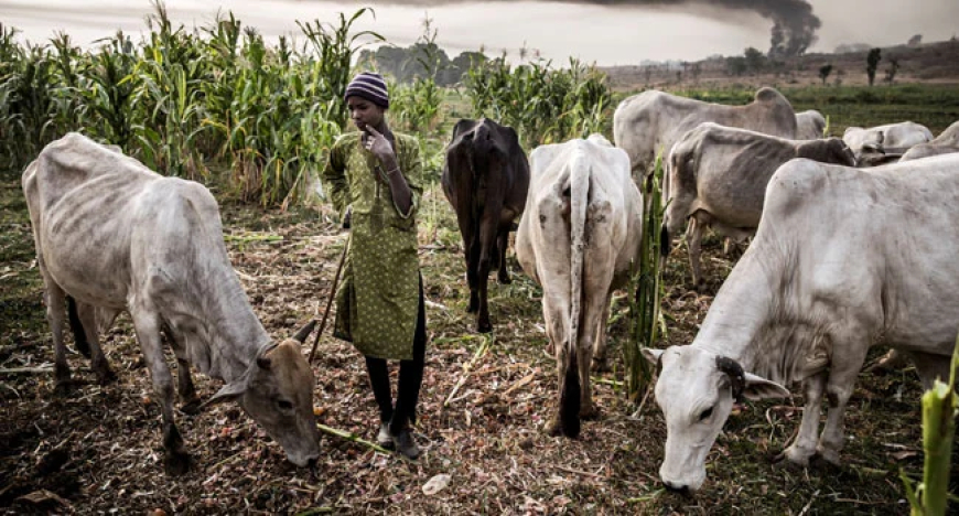 Attacks: Plateau LG bans unauthorised herders’ settlements