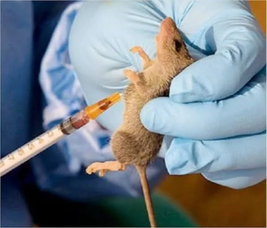 NCDC records rise in Lassa Fever cases as death toll hits 229