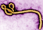 Ebola ‌kills 2,700 in DRC as UN chief seeks $1.1bn