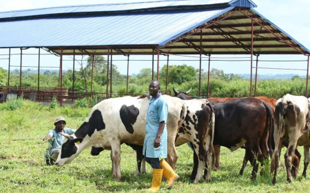Benue PDP chieftain rejects proposed FG-funded ranches for herders