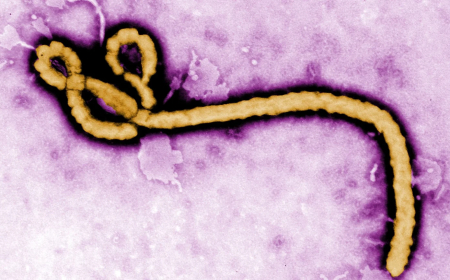 Ebola ‌kills 2,700 in DRC as UN chief seeks $1.1bn