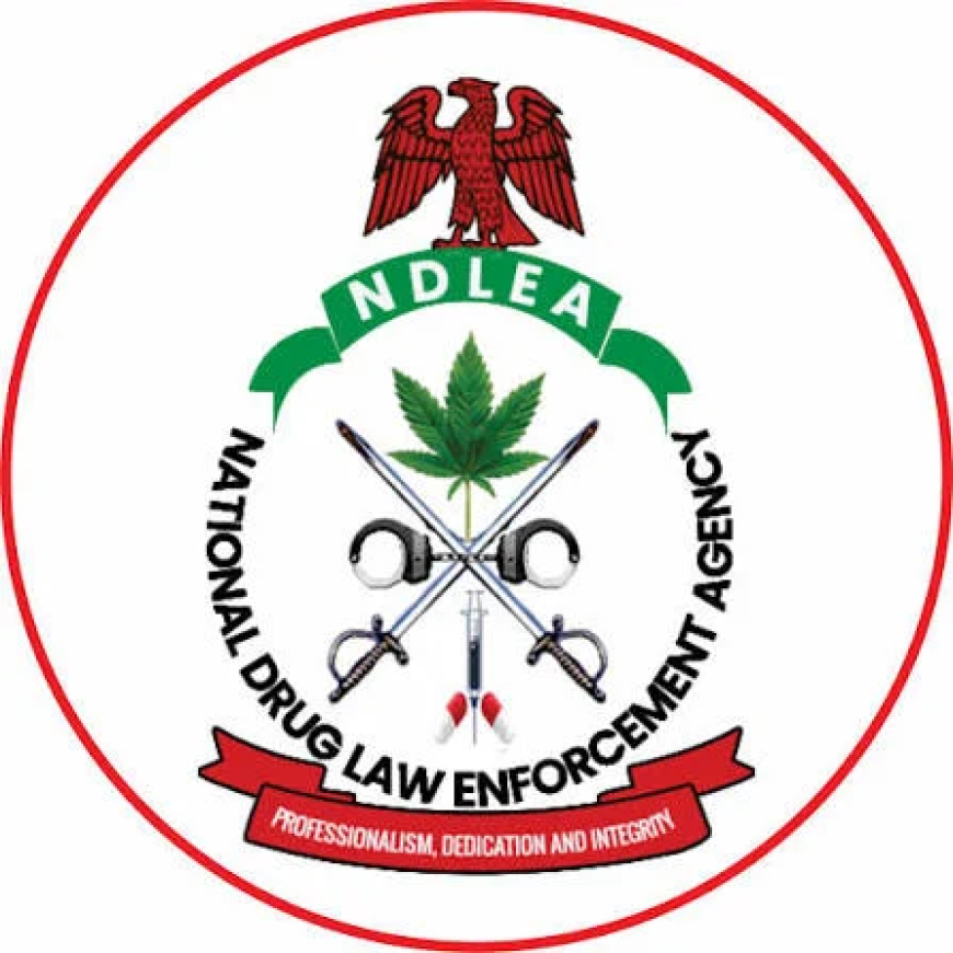 NDLEA, soldiers recover 604kg of cannabis, arrest nine suspects in Edo