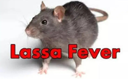 Lassa fever: NCDC urges Nigerians to step up prevention