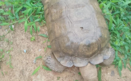 420-year-old tortoise at Alaafin’s palace dies in Oyo