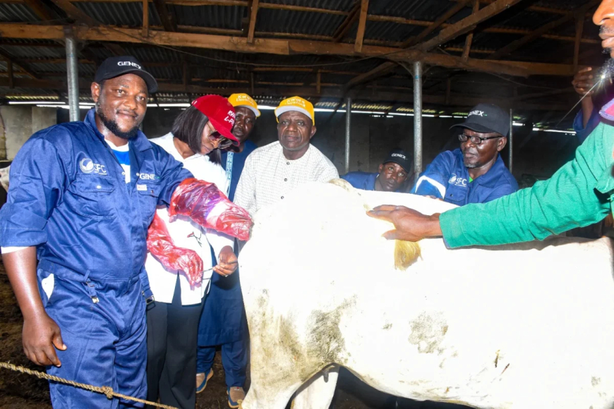 Kwara rolls out cattle insemination scheme to boost dairy, meat production