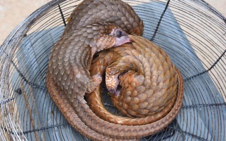 Customs intercept three live pangolins