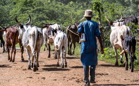 Fulani leaders seek ranches, 30% farm budget allocation