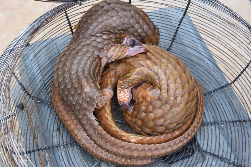 Customs intercept three live pangolins