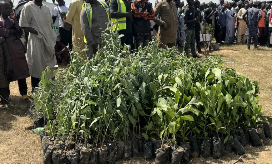 Katsina targets 11 million trees by 2030